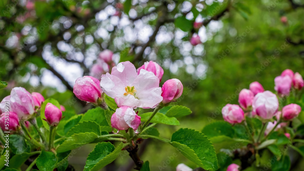 Delicate apple blossom flowers with raindrops. Close-up Delicate apple blossom flowers with raindrops. Close-up