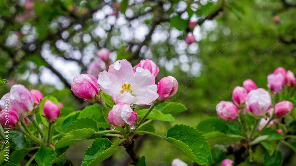 Delicate apple blossom flowers with raindrops. Close-up