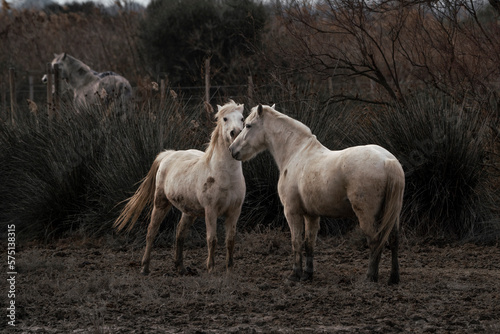 Camargue white horses living semi wild in France