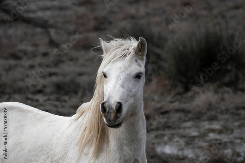 Camargue white horses living semi wild in France