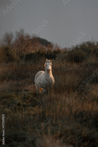 White Camargue horses living semi wild in beautiful nature 