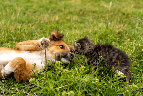 Puppy and kitten playfully look at each other while lying on green grass © Yuliko