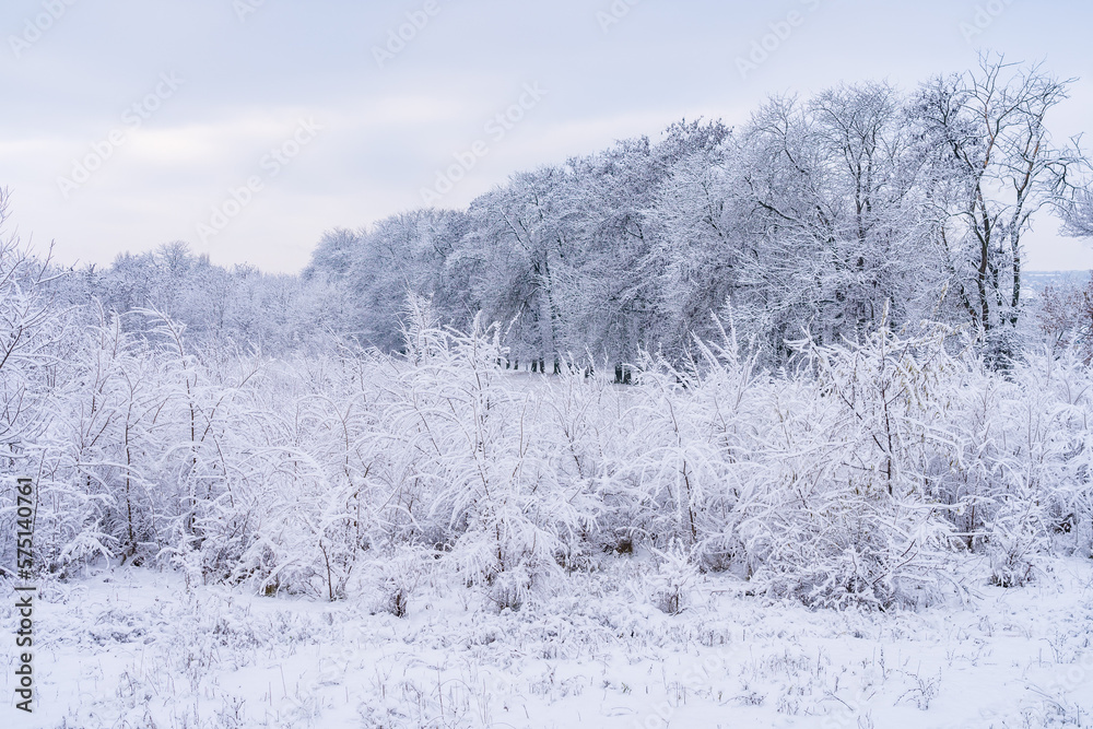 Trees in the snow. Winter background, selective focus Trees in the snow. Winter background, selective focus