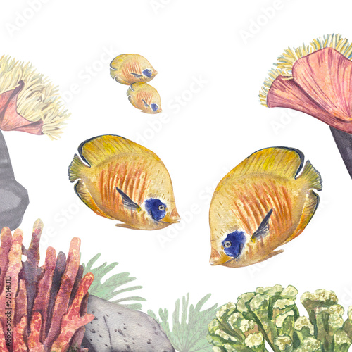 Yellow angel fish with a blue spot near the eye and with stripes isolated on a white background. Watercolor illustrations of exotic fish on the reef. Underwater realistic animals.