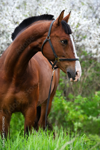  portrait of bay beautiful sportive horse posing near blossom cherry tree. spring time
