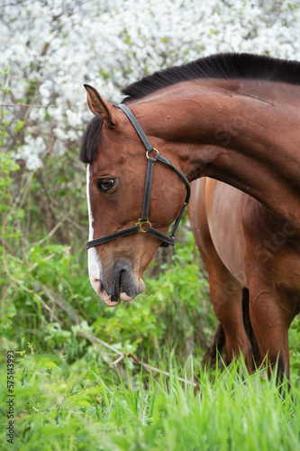 portrait of bay beautiful   sportive  horse posing near blossom cherry  tree. spring time © anakondasp