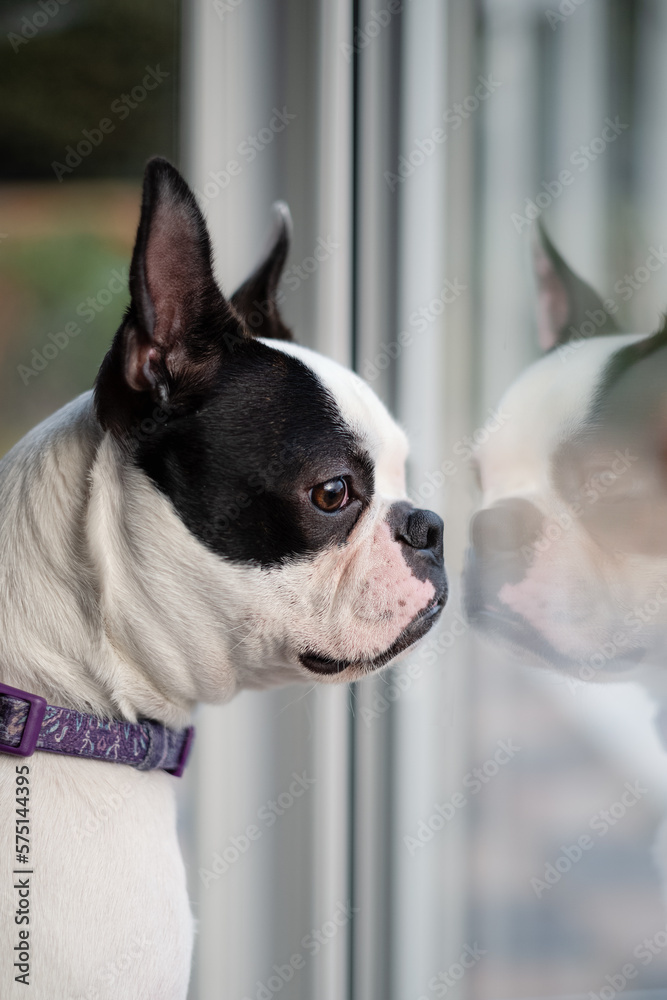 Boston Terrier looking out of a window. Her reflection is in the glass in front of her.