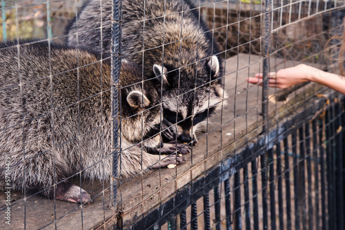 Raccoon in a cage. Portrait of animals in zoo