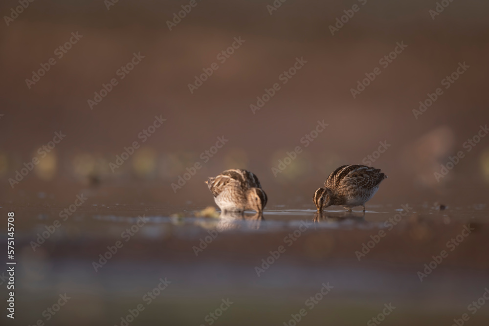 Flock of common snipe feeding Flock of common snipe feeding