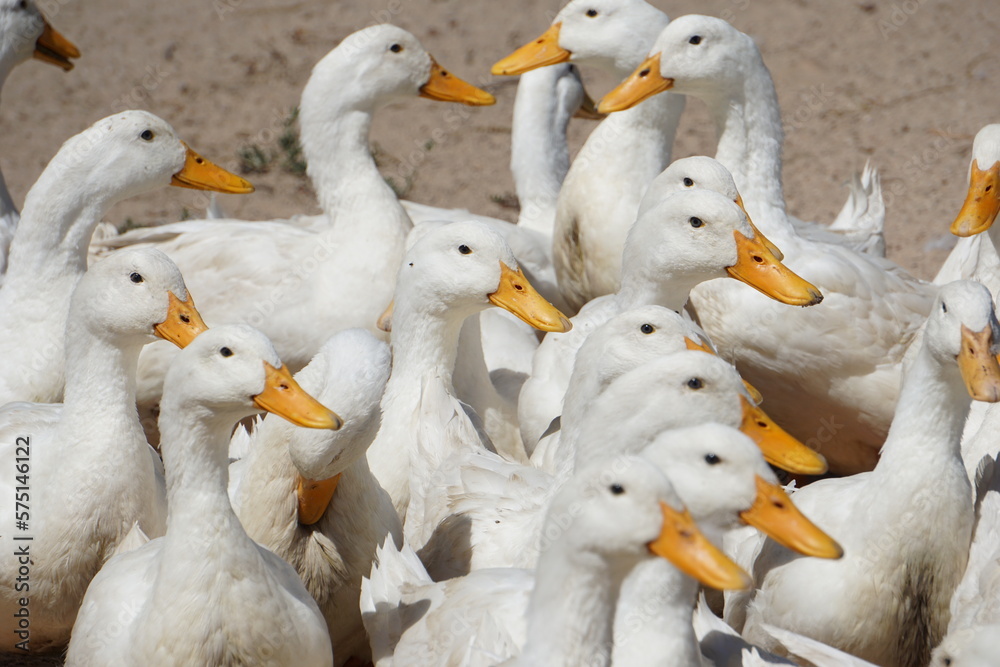 Obraz premium Duck 12