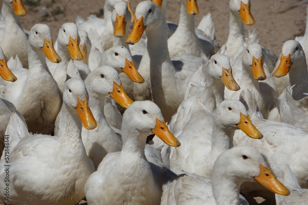 Obraz premium Duck 11