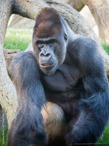 Close-up portrait of a male Gorilla with gray loin (Gorilla beringei)
