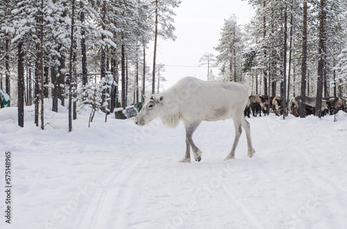 Beautiful white deer in the winter forest