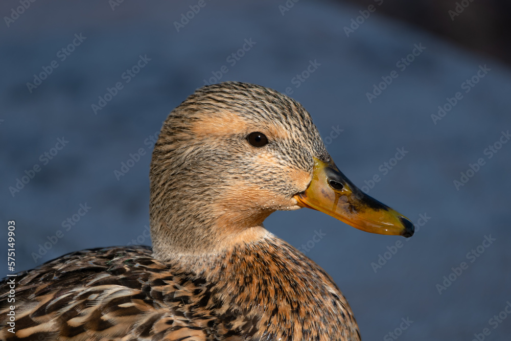 Ente, Federn, gefieder, aufen, scharf, schnabel, see, wörthersee, beige, fell, Ente, Federn, gefieder, aufen, scharf, schnabel, see, wörthersee, beige, fell,
