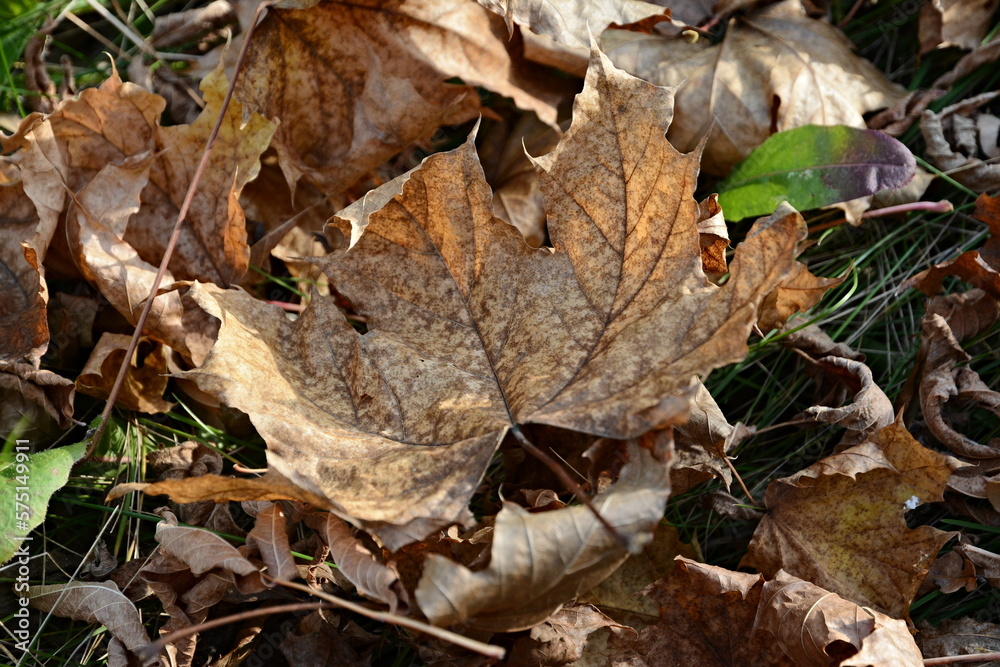 autumn leaves in the snow