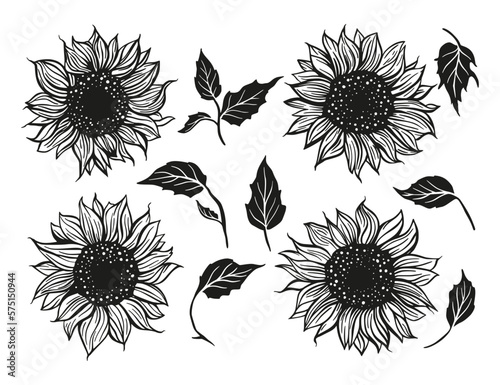 Sunflower drawing vector set decoration with leaves. Line contour design flower silhouette collection