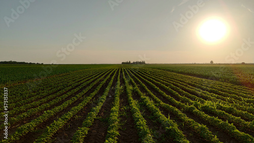 Agriculture Field. Green ripening soybean field  agricultural landscape. View of a freshly growing agriculture vegetable field.