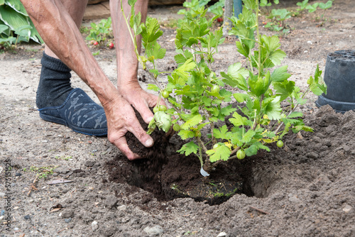 A man planted a gooseberries in his garden spring seasonal work gardener working