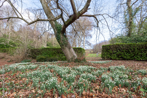 Common snowdrops (galanthus nivalis) in bloom under a big tree