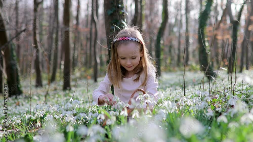 Five year old girl playing egg hunt on Easter. Child sitting on the grass with many snowdrop flowers and gathering colorful eggs in basket. Little kid celebrating Easter outdoors in park or forest Five year old girl playing egg hunt on Easter. Child sitting on the grass with many snowdrop flowers and gathering colorful eggs in basket. Little kid celebrating Easter outdoors in park or forest