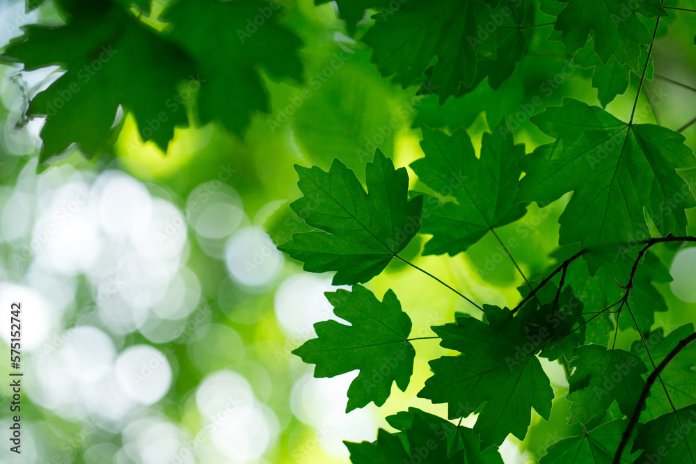 green leaves background in sunny day green leaves background in sunny day