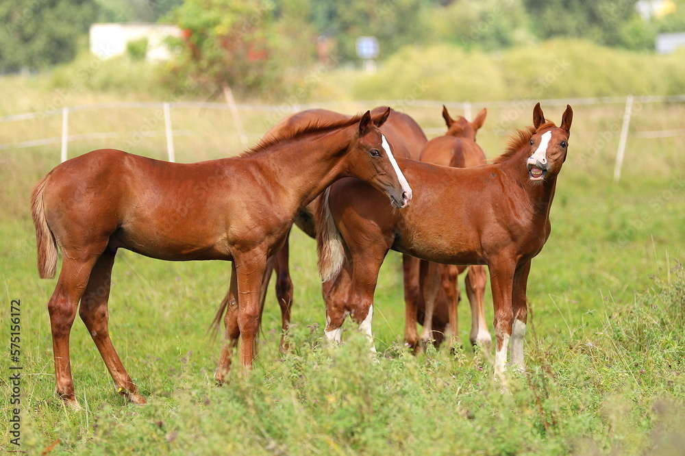 Fototapeta premium two beautiful chestnut young smiling stallions with white blazes on meadow background