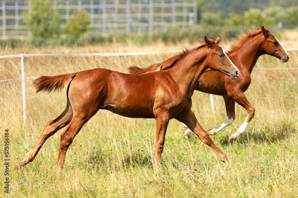 two chestnut young colts galloping in a steppe meadow two chestnut young colts galloping in a steppe meadow