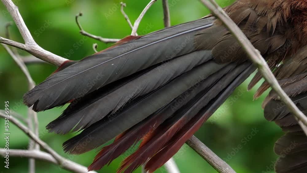 Guacharaca, pava de monte, chachalaca colombiana detalle plumas cola, aves de Colombia