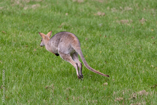 Wild wallaby, kangaroo seen in the outdoors. Taken in Bunya Mountains, Queensland, Australia.	