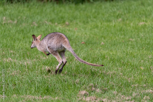 Wild wallaby, kangaroo seen in the outdoors. Taken in Bunya Mountains, Queensland, Australia.	