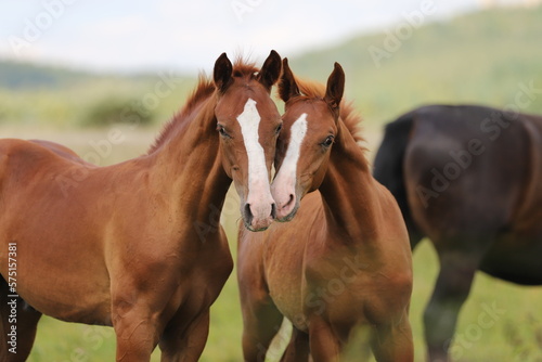 two beautiful chestnut young stallions with white blazes on meadow background