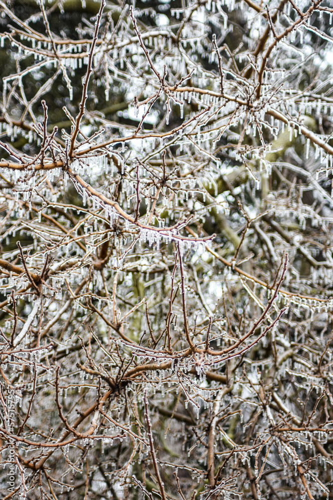 Frost covered tree branches in winter landscape 