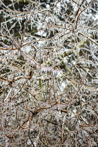 Frost covered tree branches in winter landscape 