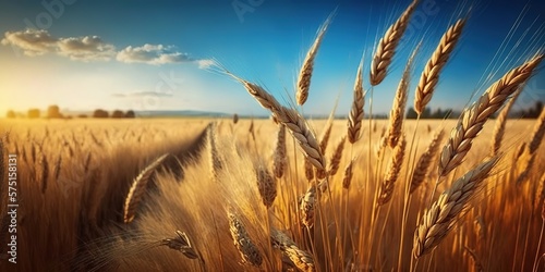 beautiful illustration of a field of ripe wheat against the blue sky, generative Fototapet