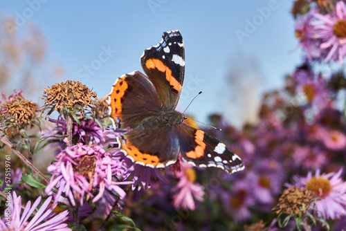 Admiral butterfly (lat. Vanessa atalanta) is a daytime butterfly from the Nymphalide family (Nymphalidae) collects nectar from flowers. photo