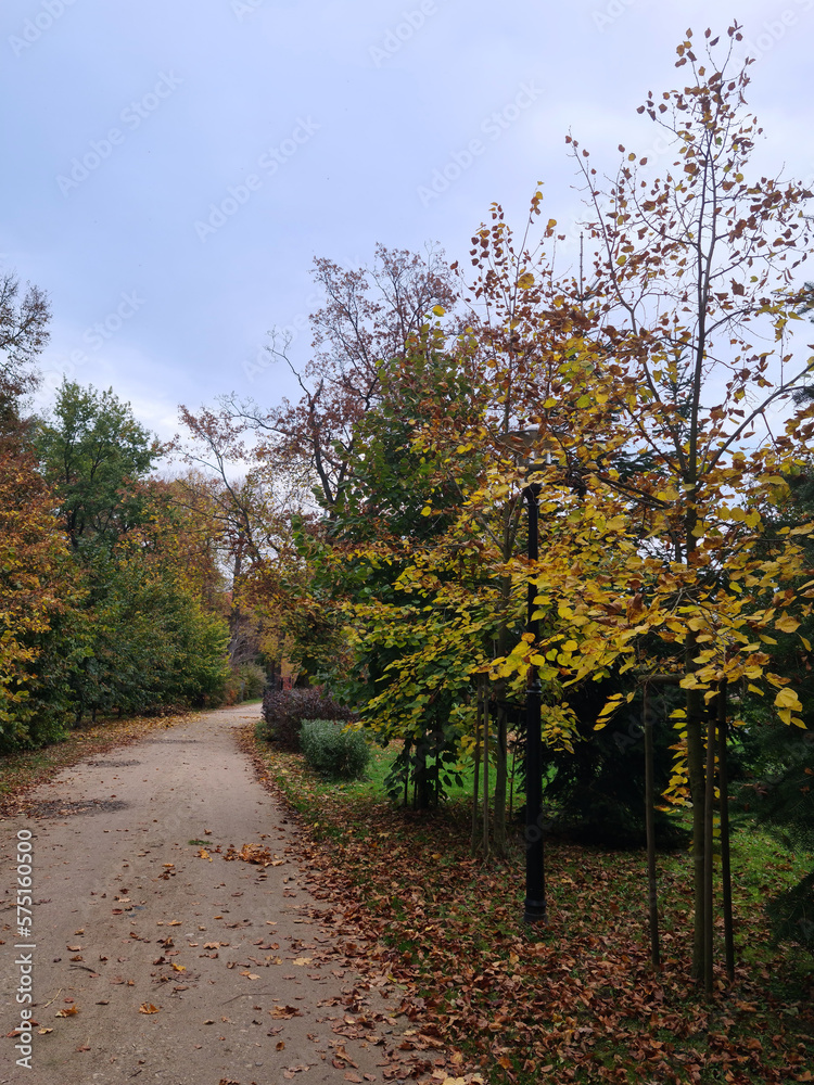 Fototapeta premium autumn in the park