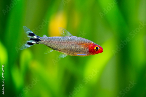 Rummy-nose tetra (Hemigrammus rhodostomus) on a fish tank with blurred background photo
