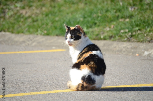 cat on the street © Samuel