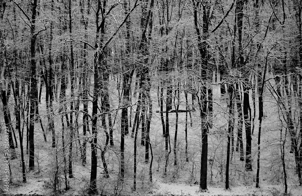 forest in winter forest in winter