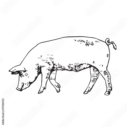 Funny Pig coloring pages, Pig coloring pages, Animal Coloring page Funny Pig coloring page Design for Kids Children preschool stock vector style illustration photo