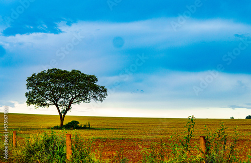 Fototapeta Naklejka Na Ścianę i Meble -  Landscape with tree and sky