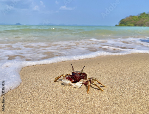 Horned ghost crab Ocypode ceratophthalmus  or horn-eyed ghost crab. It lives in Indo-Pacific region from the coast of East Africa to Philippines  Japan to the Great Barrier Reef. Crab on the beach