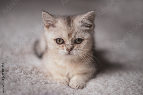 Close funny little gray kitten british shorthair breed on white blanket.