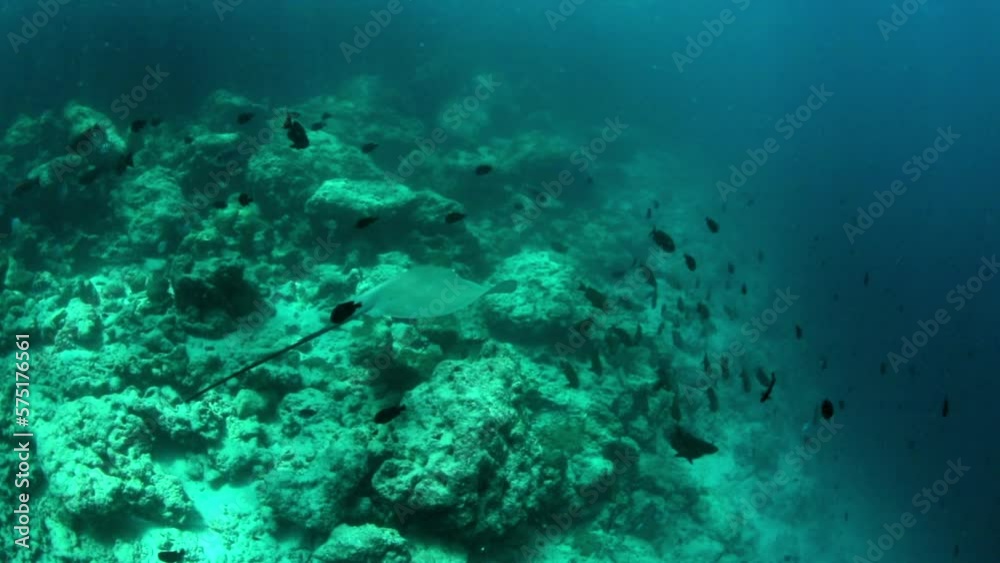 Slow Motion Shot Of Stingray Flying With Small Fish Swimming Over Rocks In Tranquil Sea - Thulusdhoo, Maldives Slow Motion Shot Of Stingray Flying With Small Fish Swimming Over Rocks In Tranquil Sea - Thulusdhoo, Maldives