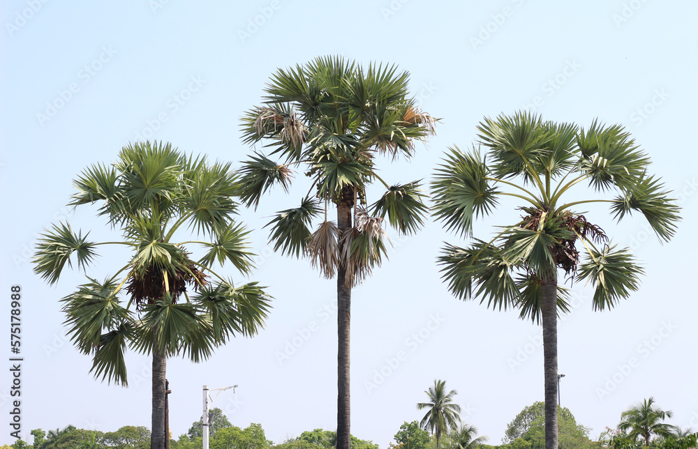 Naturally occurring sugar palm trees in the fields