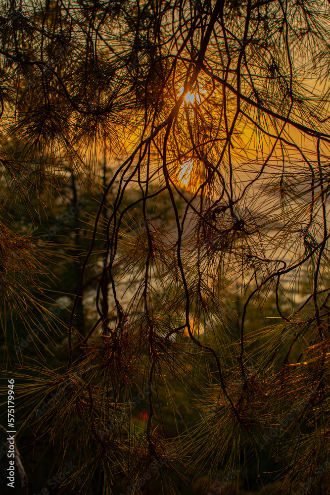 Obraz premium sunset in the forest