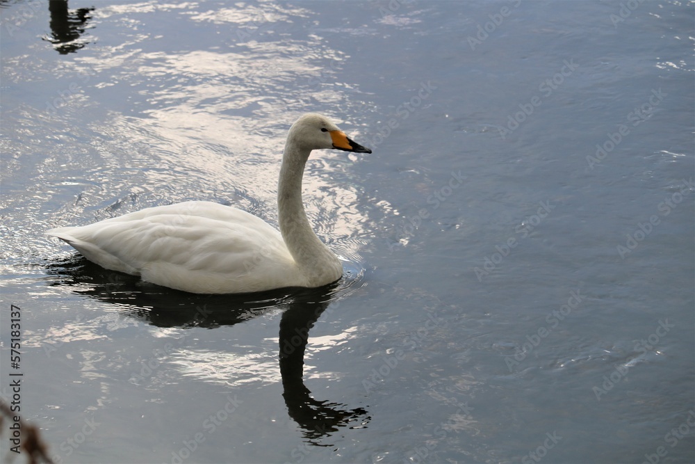 Fototapeta premium 田舎の川にとどまる白鳥 初春の穏やかな日