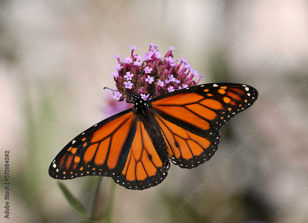 Fototapeta premium monarch butterfly on a flower