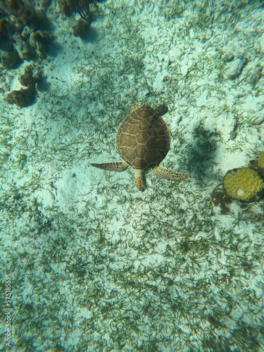 coral reef with fish