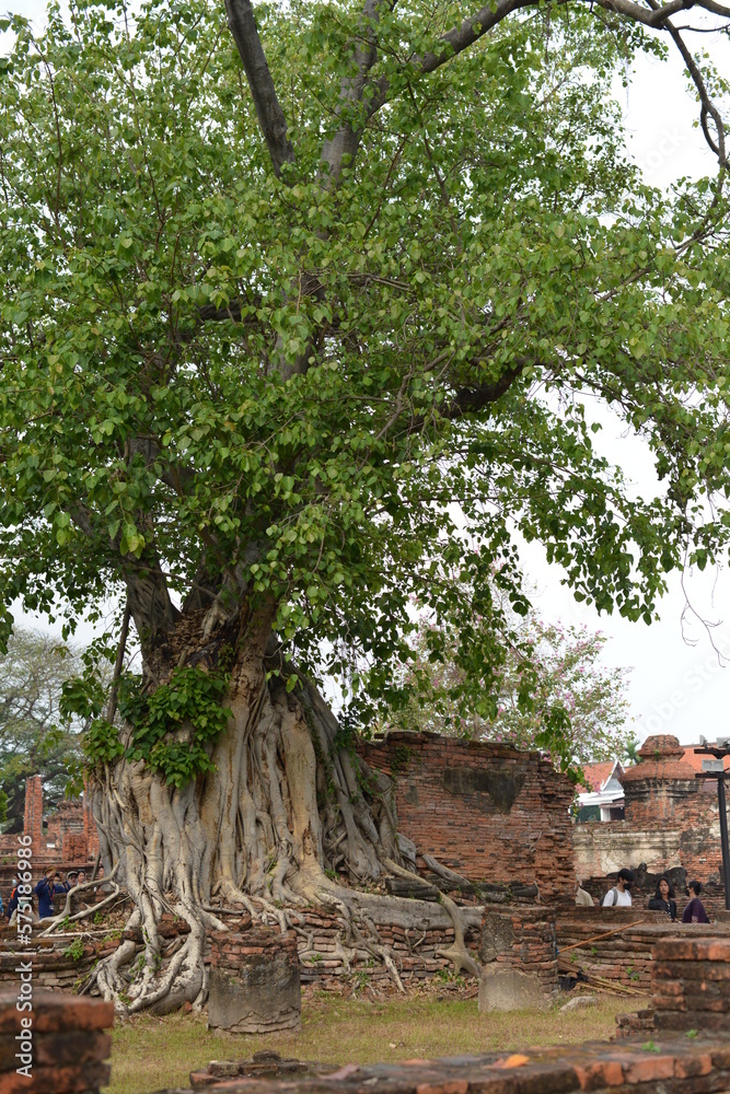 Fototapeta premium tree in the park